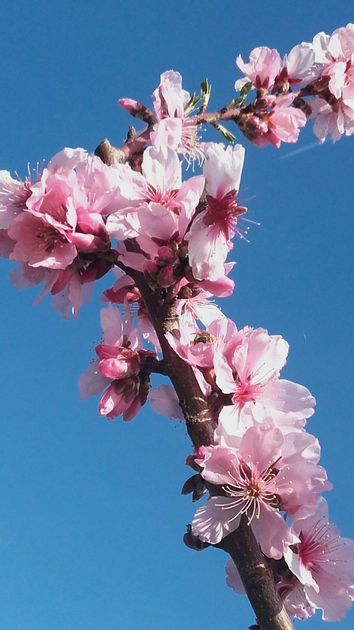 Madelblüten