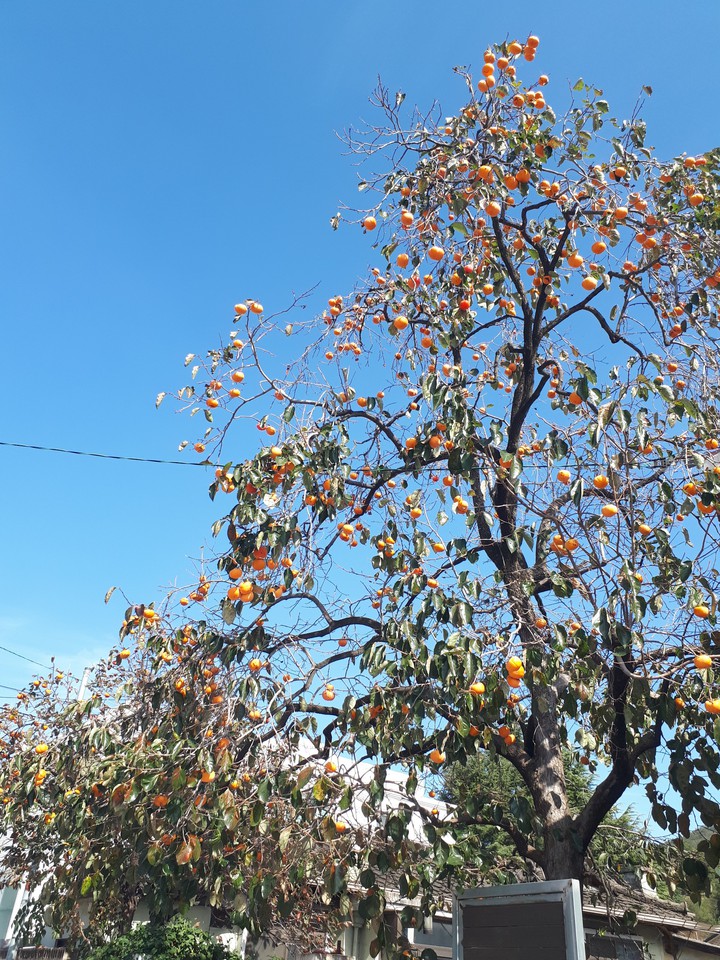 Autumn