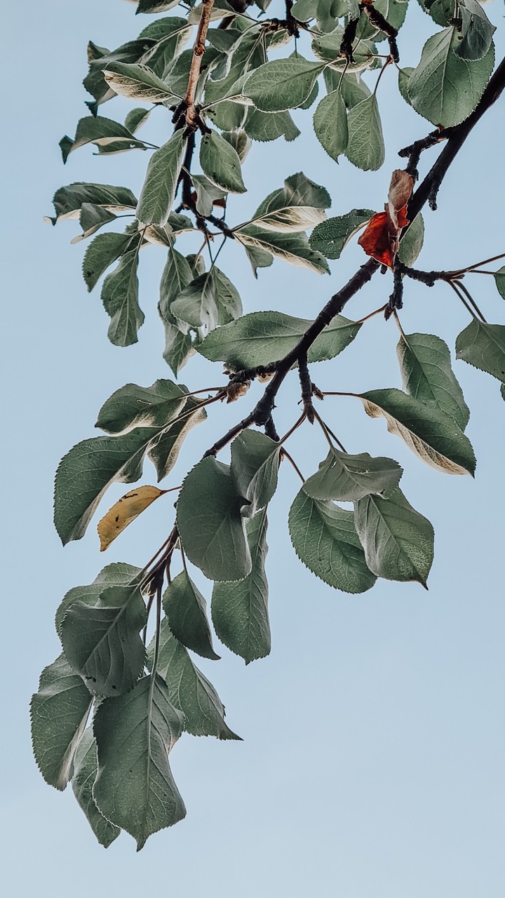 Apple tree