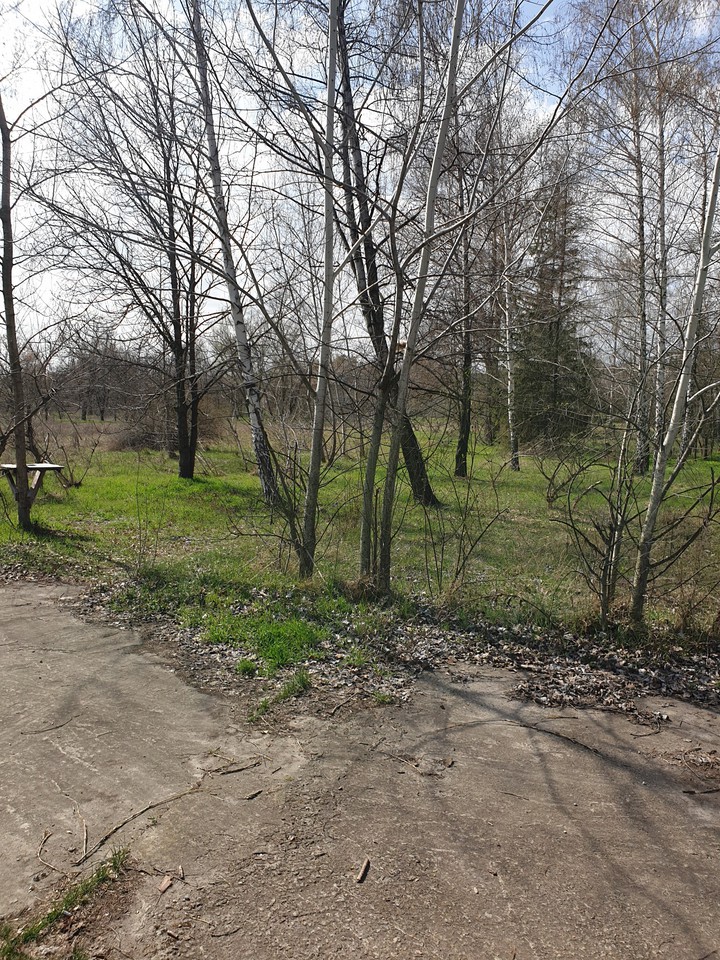 spring