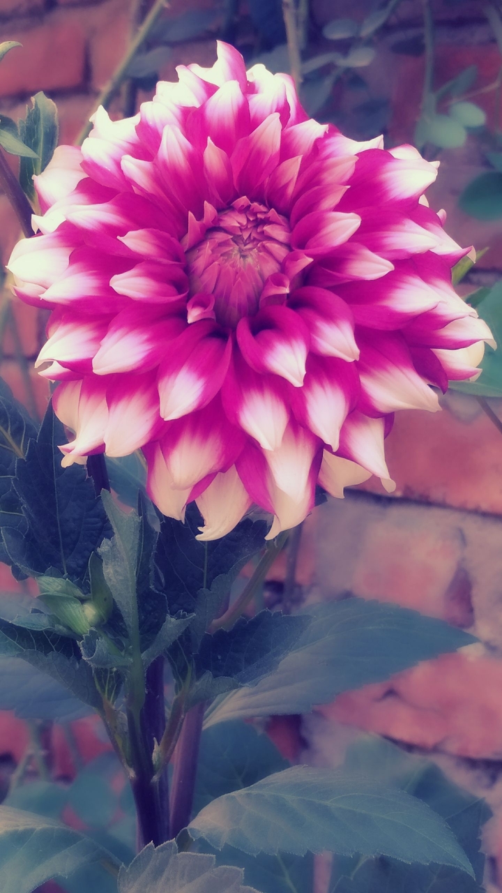 Dahalia