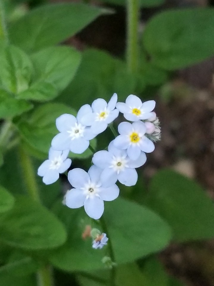 Forget me nots 2017