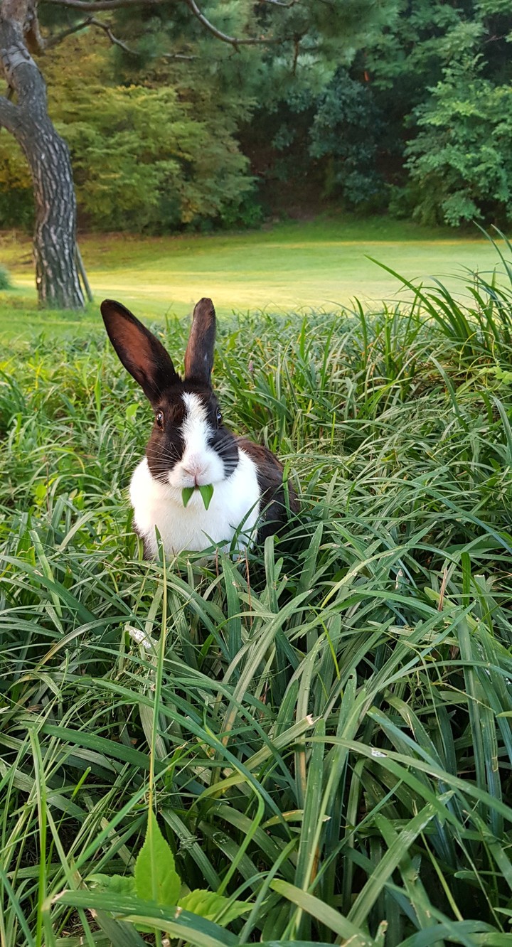 rabbit