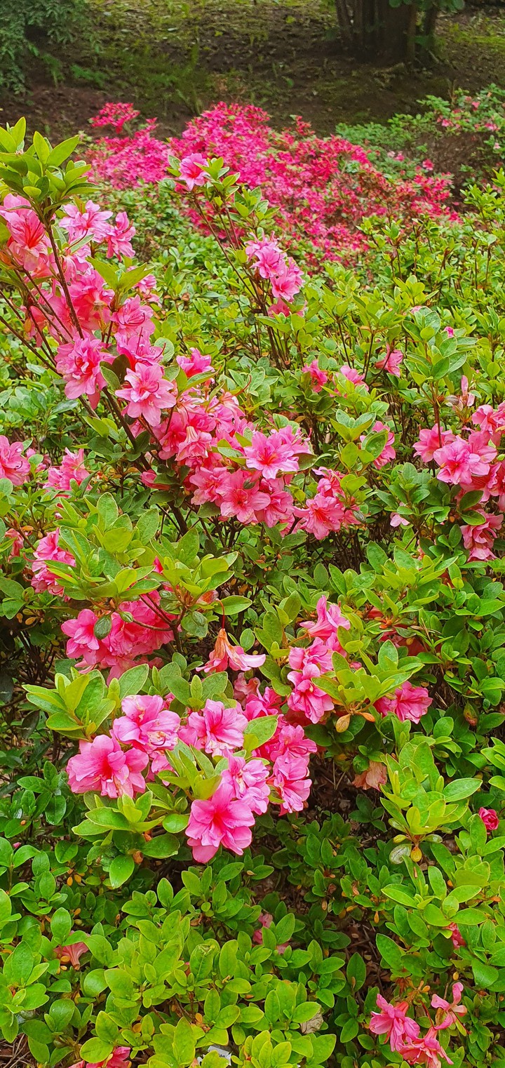 rhododendron