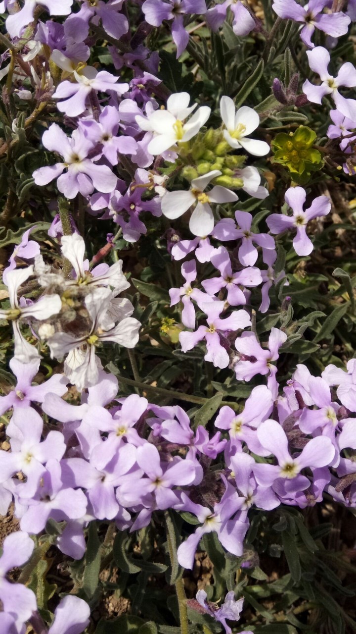 fleur
