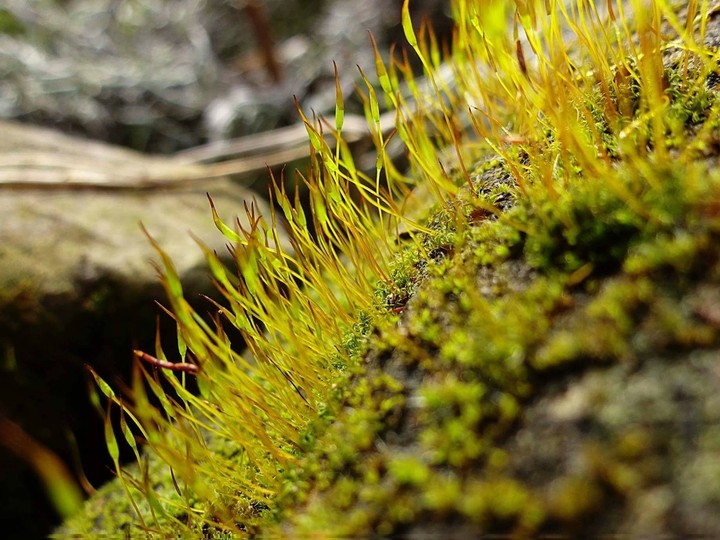 moss
