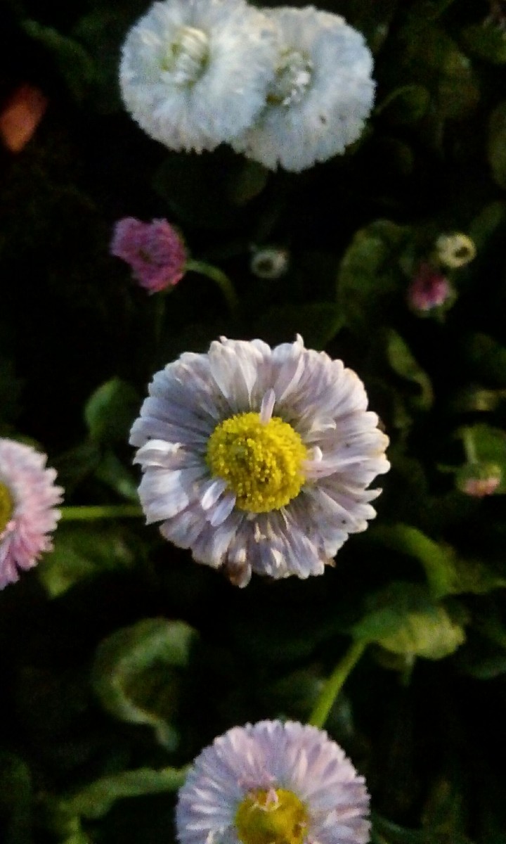 The dark fighter flower 
