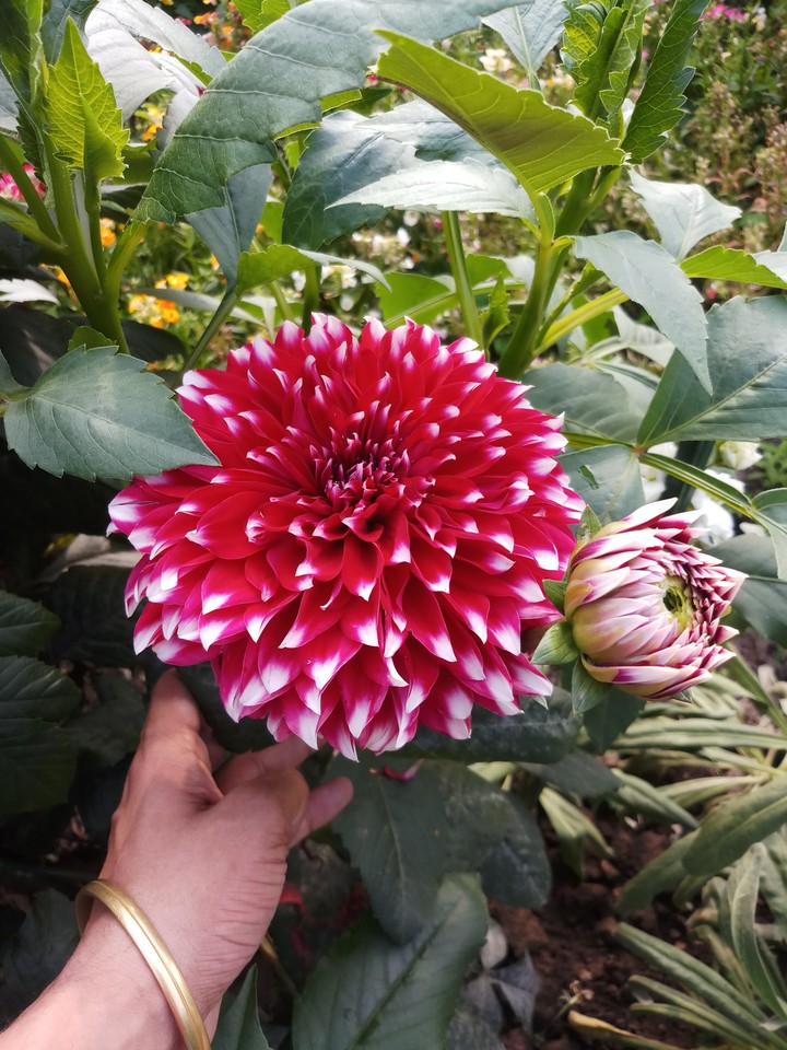 Flower
