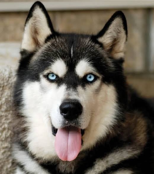 ALASKAN MALAMUTE...
