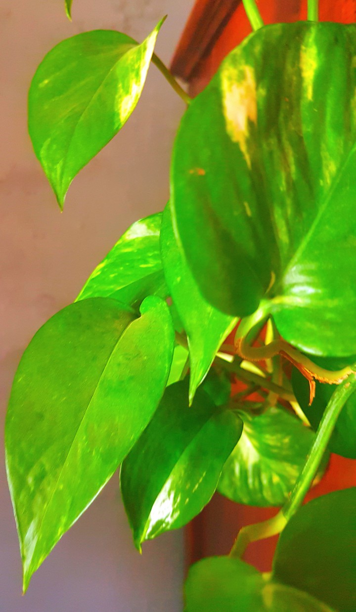 feuille