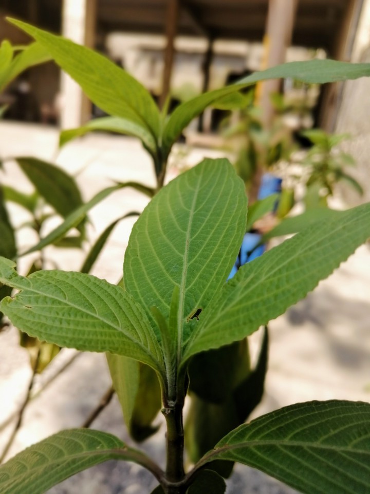 plant
