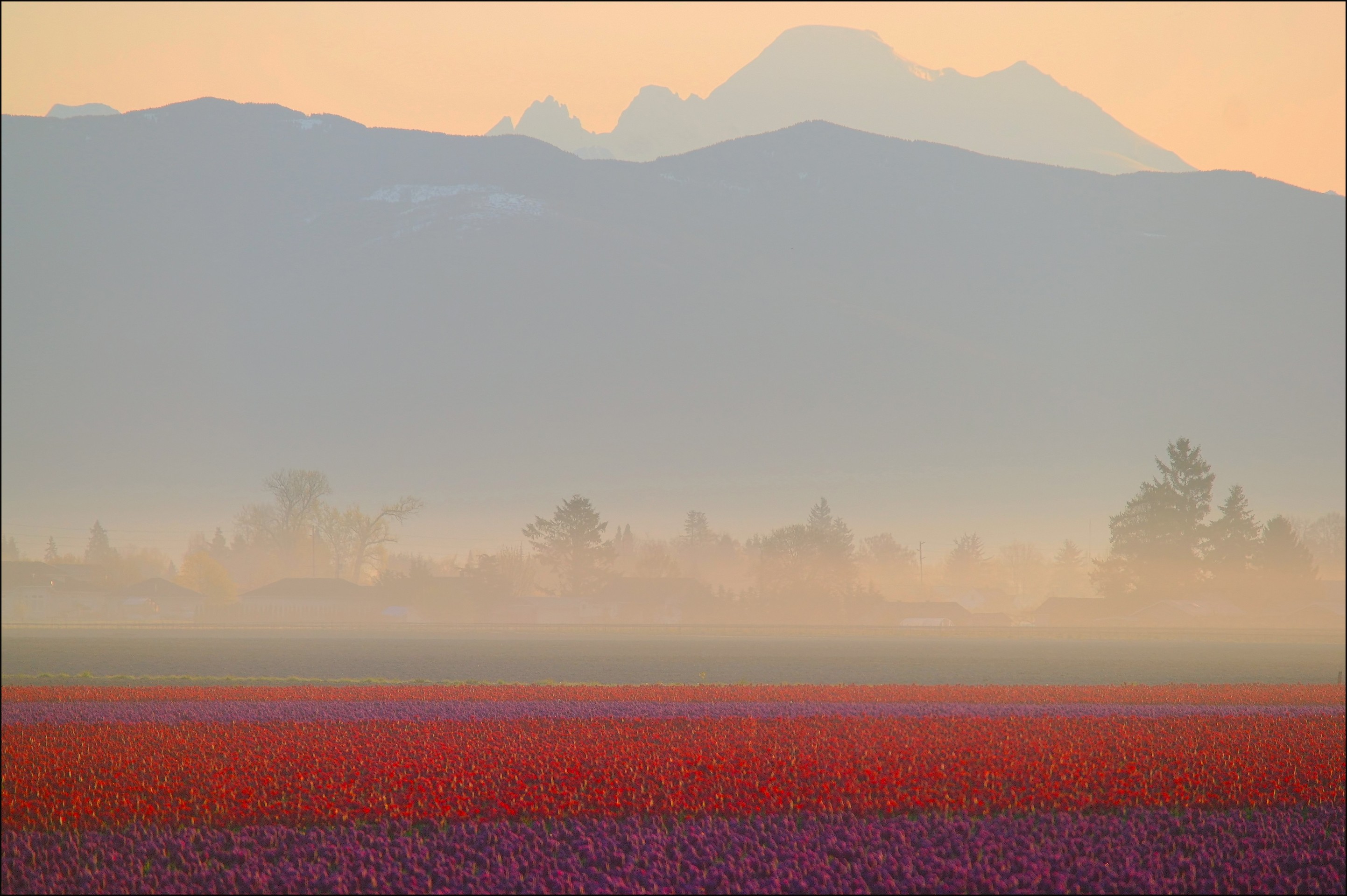 Field, ecoregion achtergronden