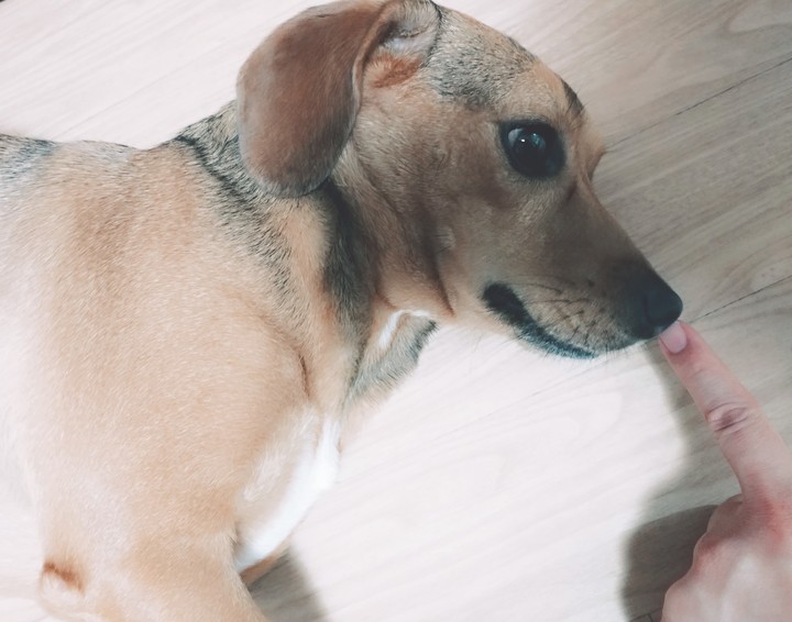 밤비