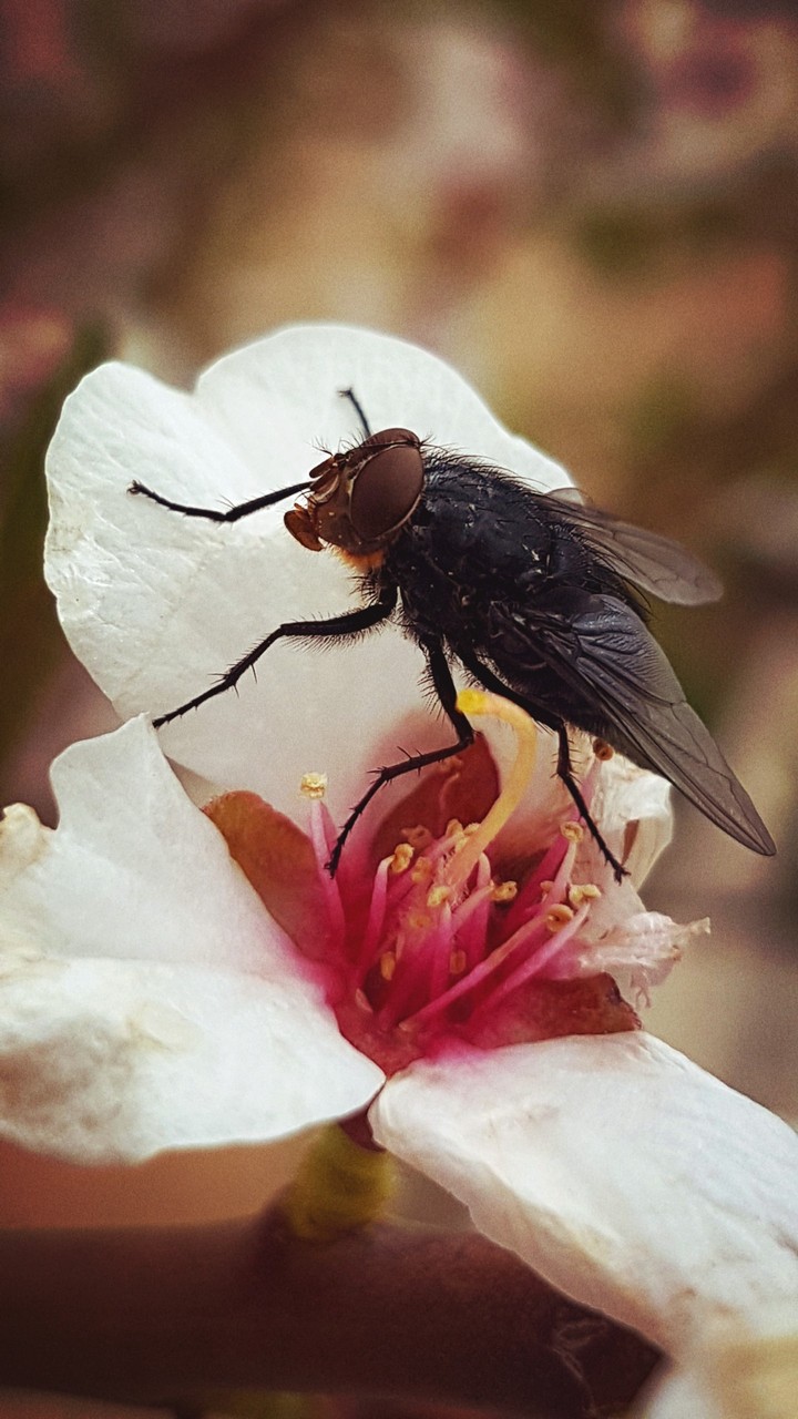 fly