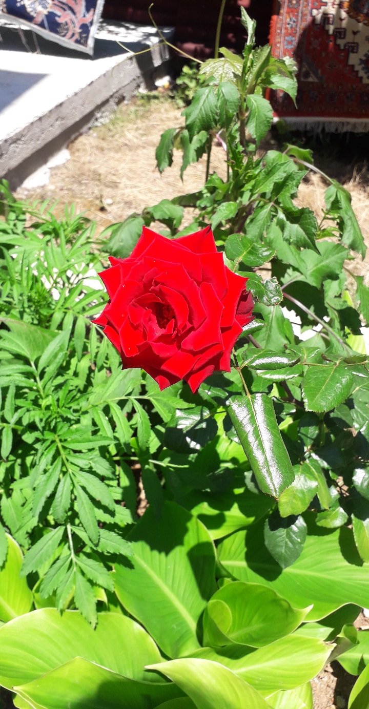 flowers