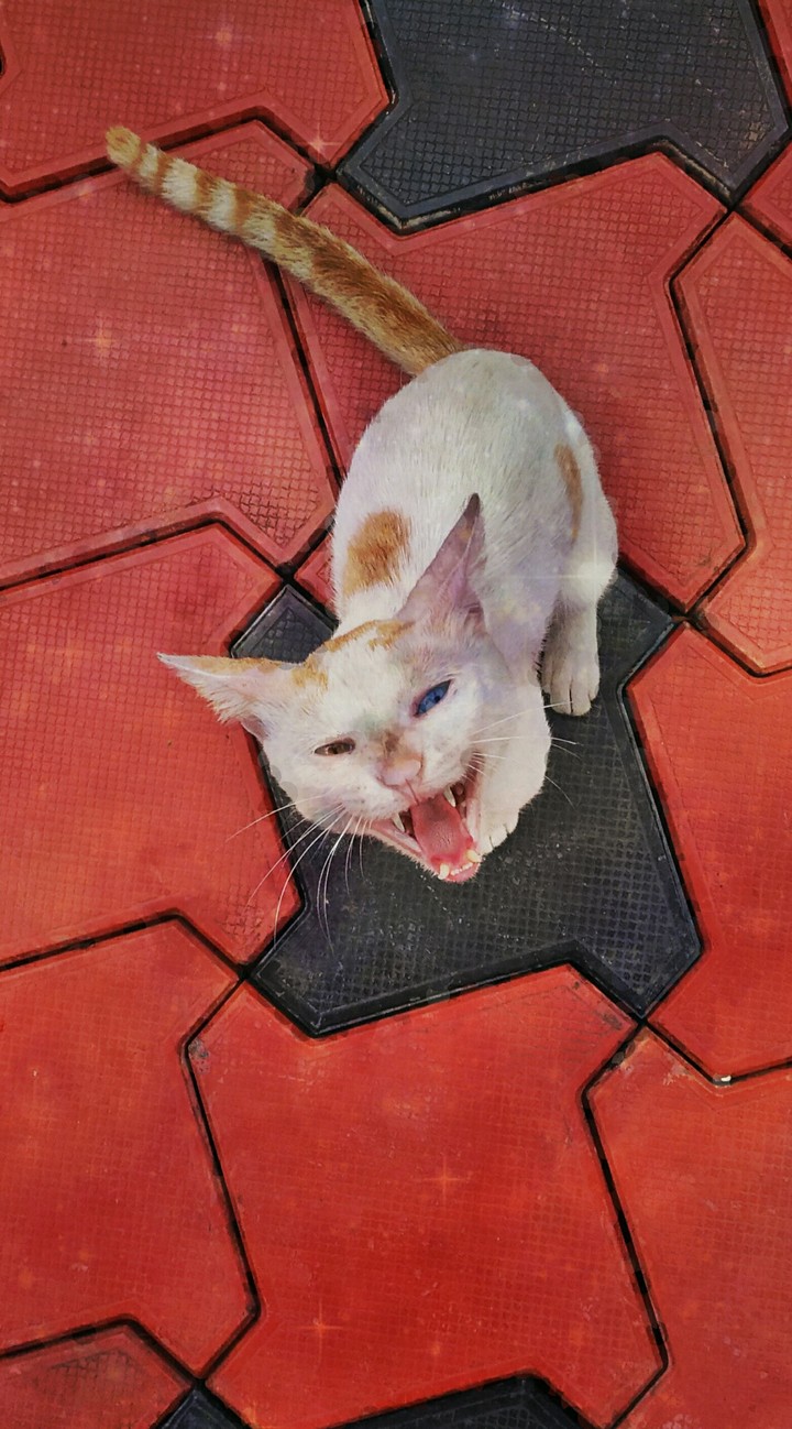 Angry Cat