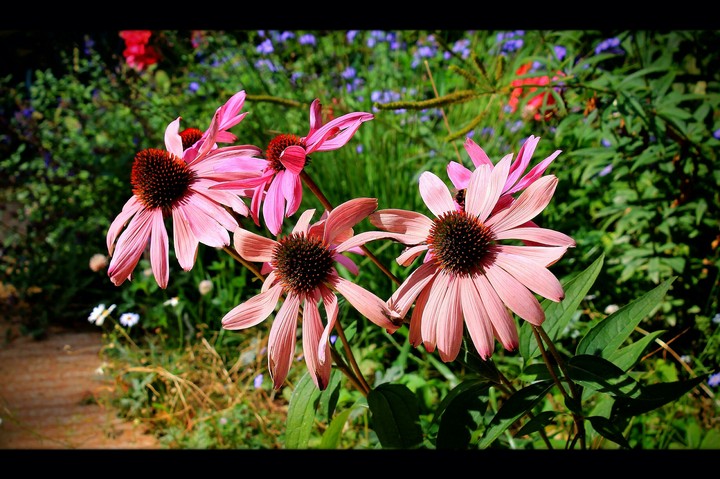Semptember echinacea