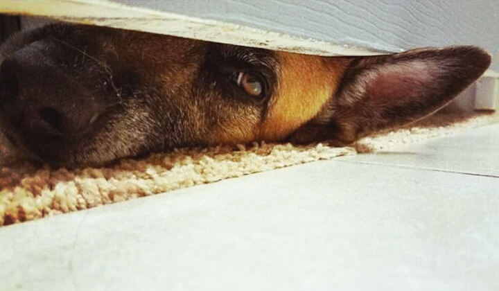 Dog