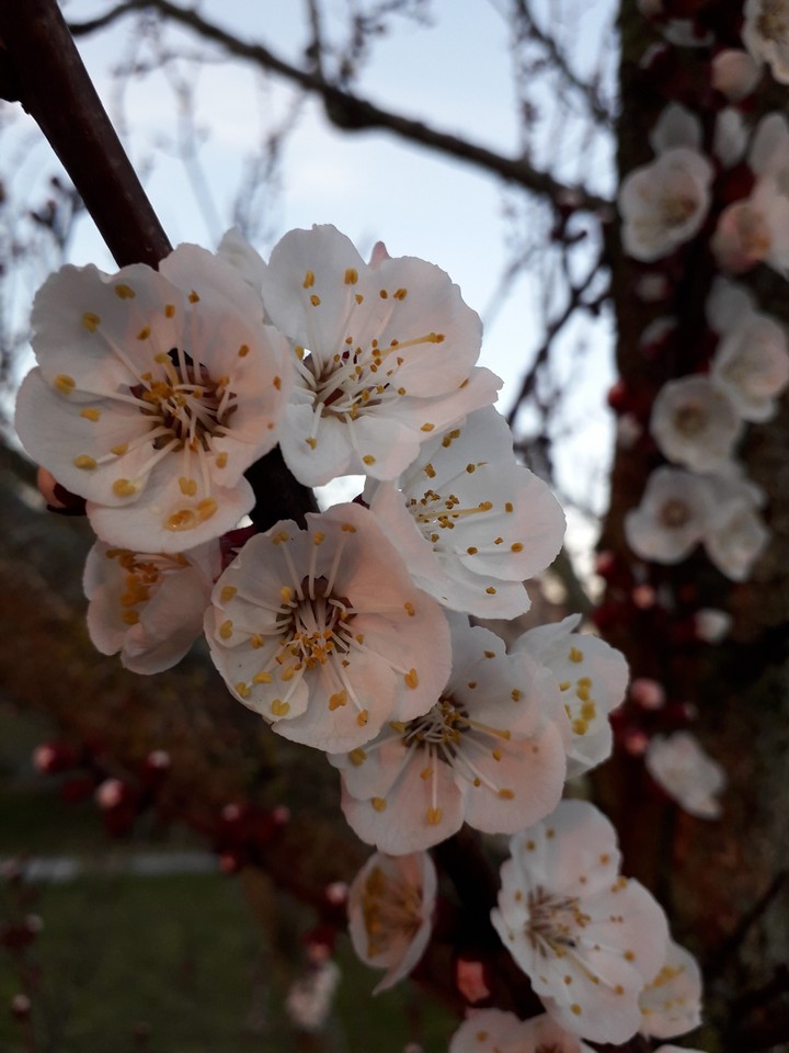 Cherry blossom