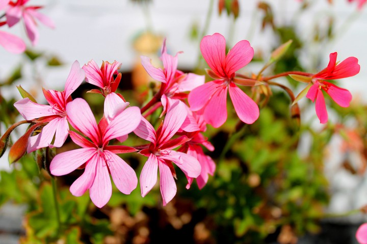 Blumen:)