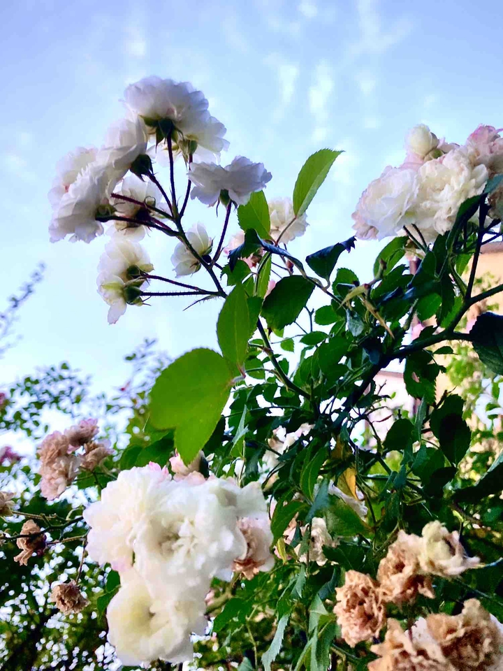 Roses