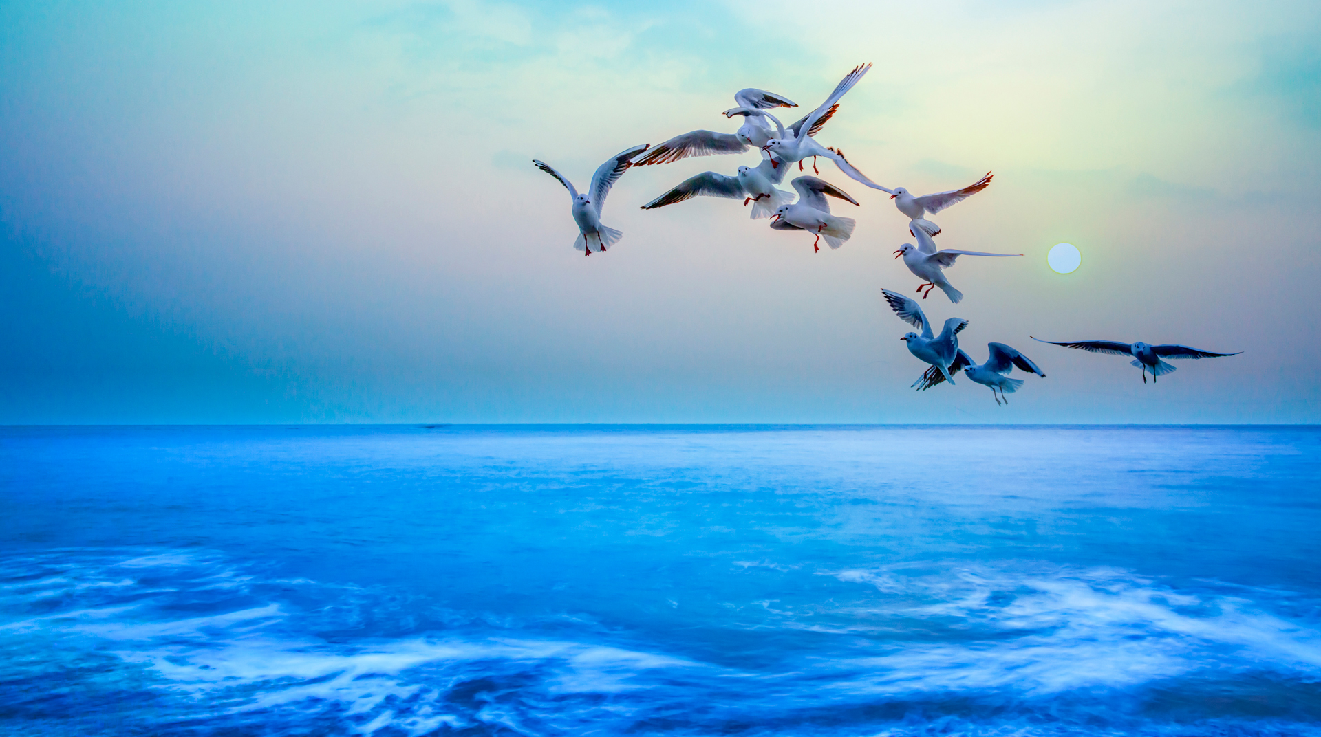 Ocean and Seagull