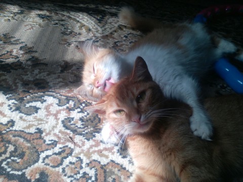 cats
