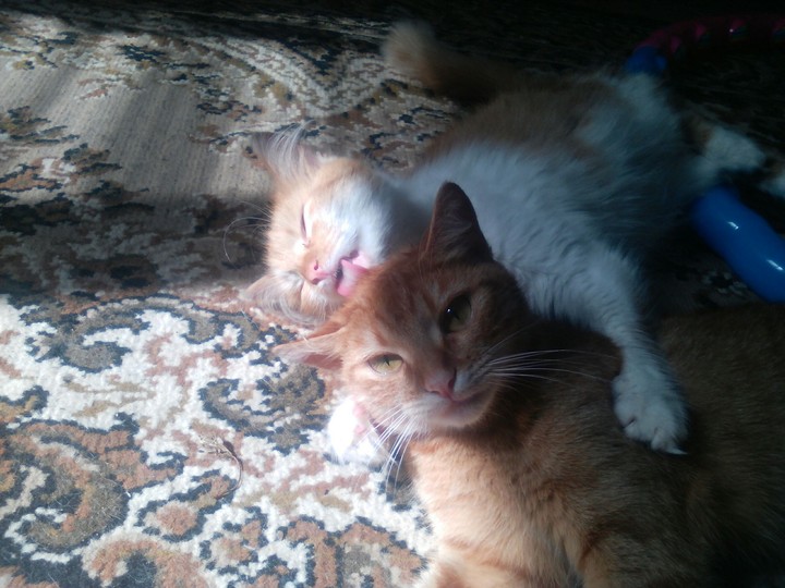 cats