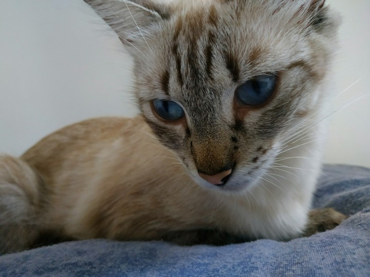 kimy