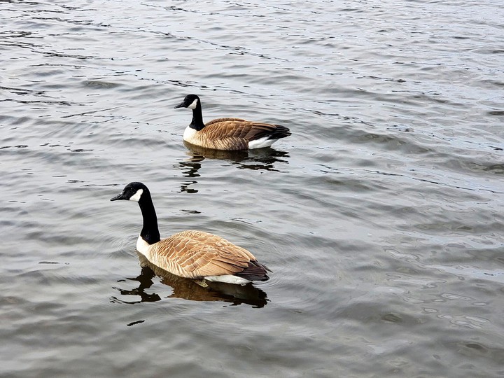 winter geese