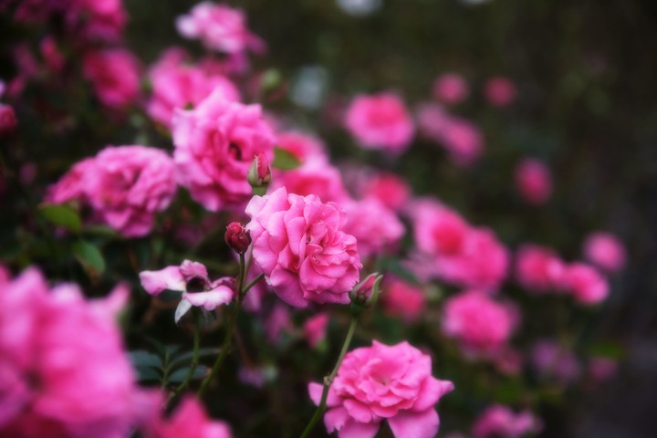 rose