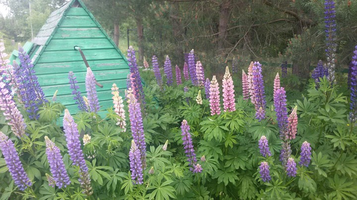 flower