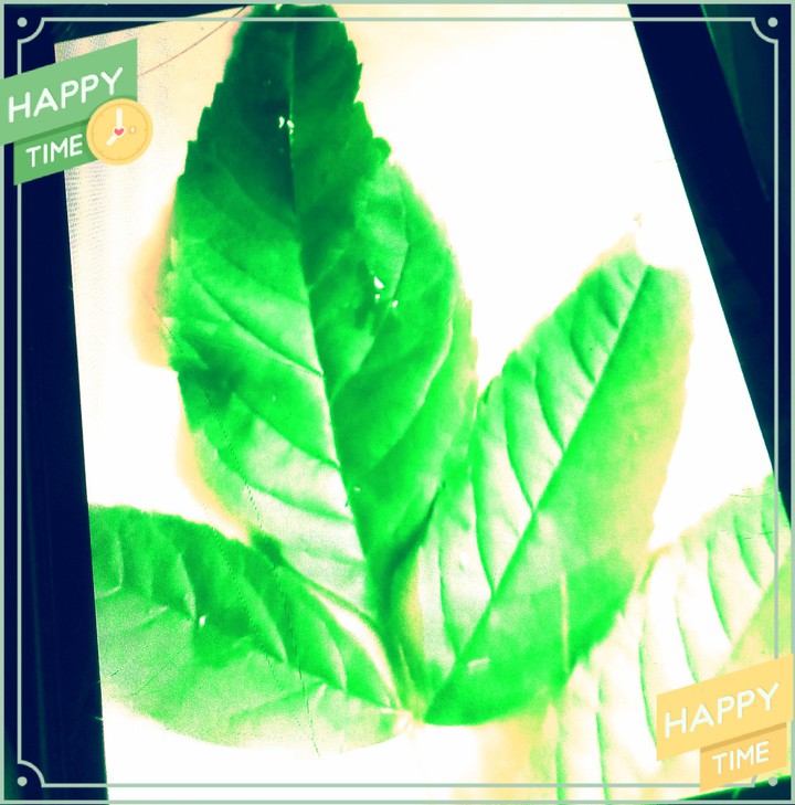beautiful leaf
