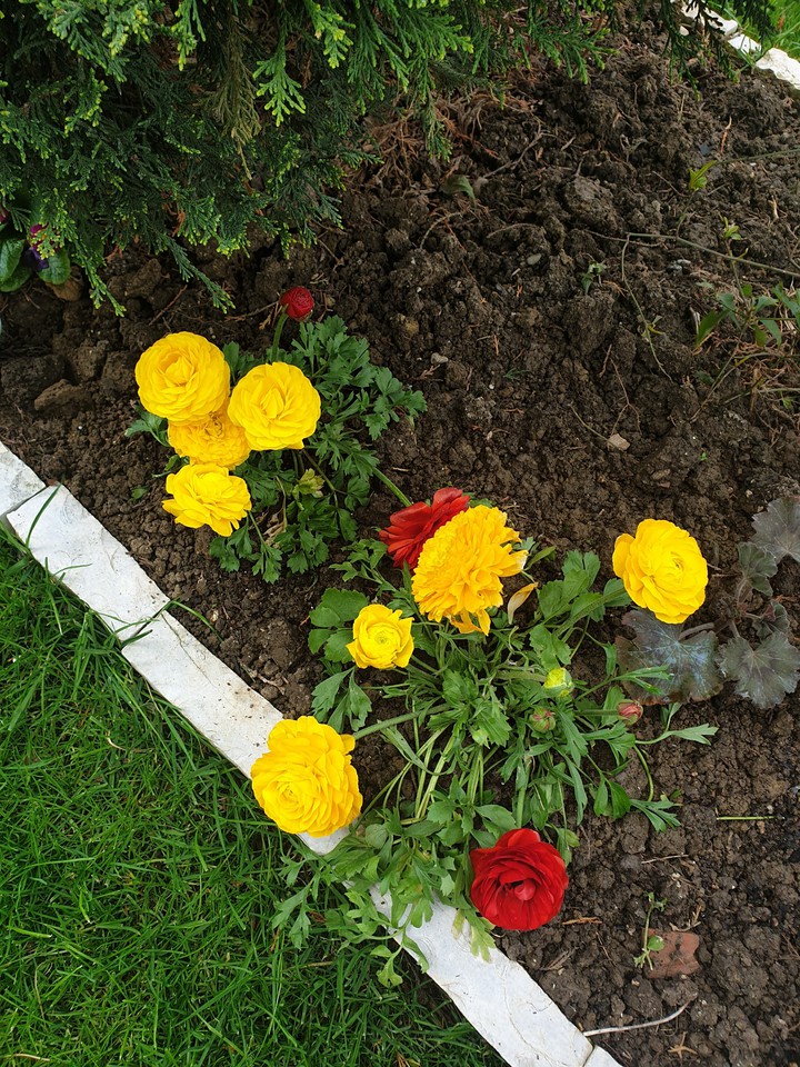my garden