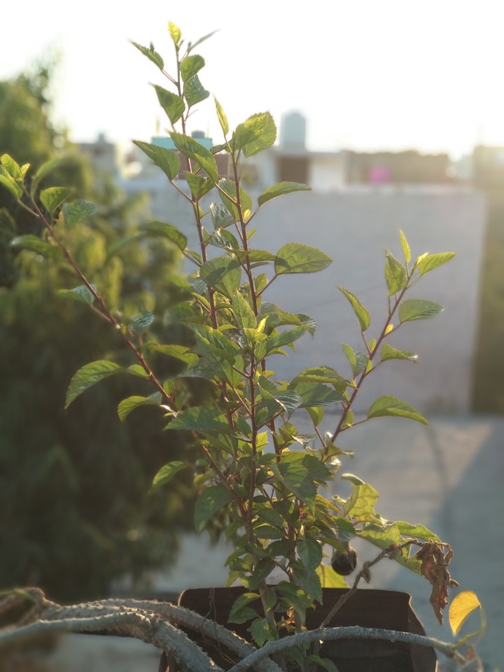 Green Morning