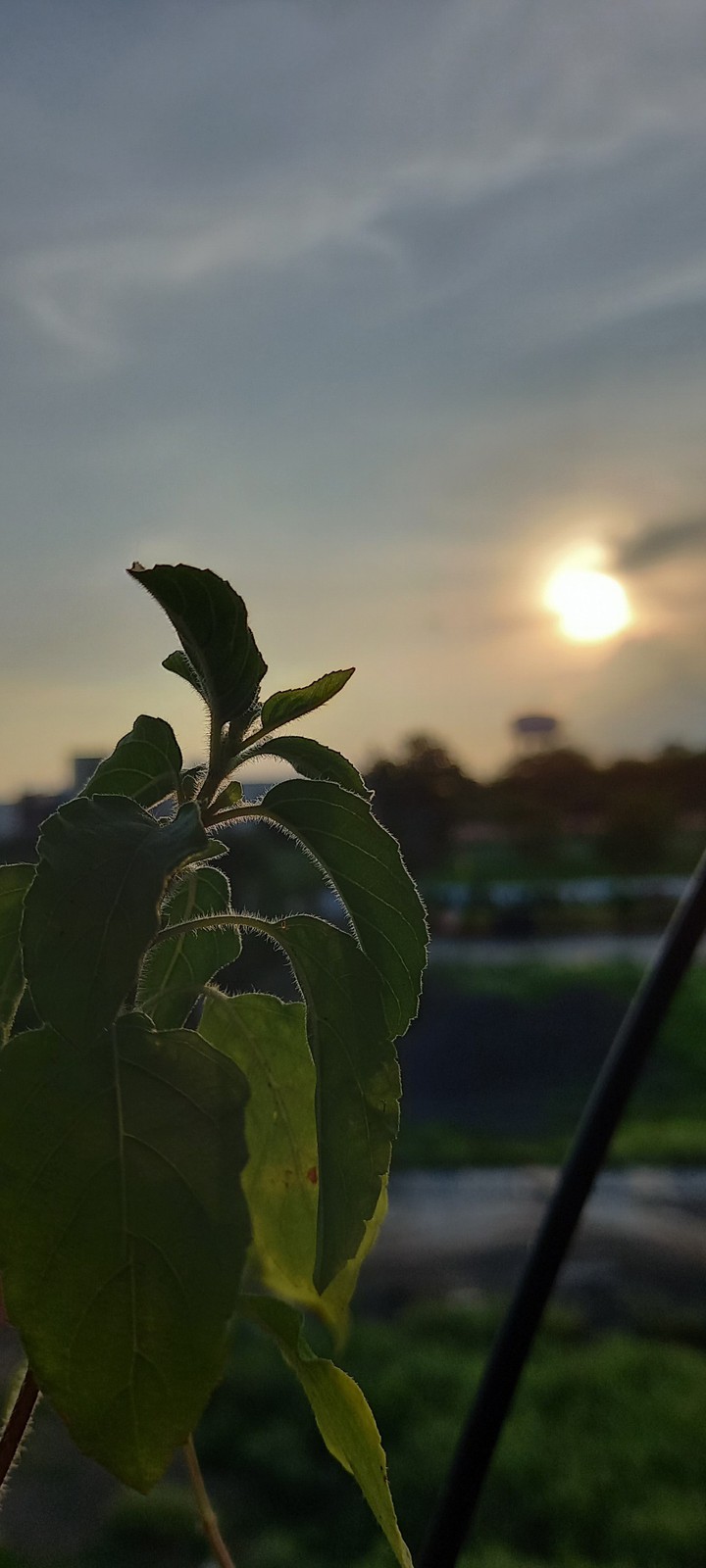 plant
