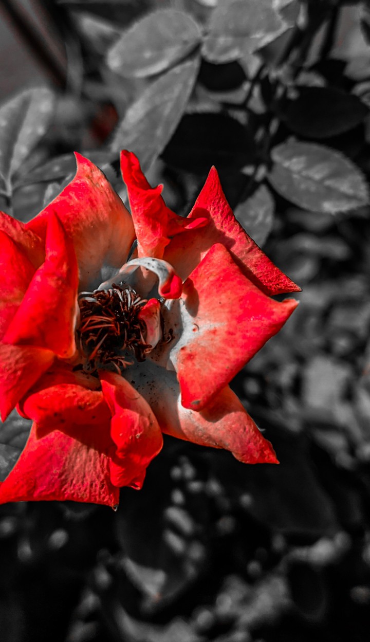 Rose