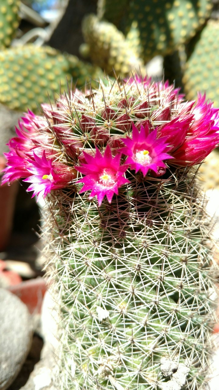 Cactus en flor