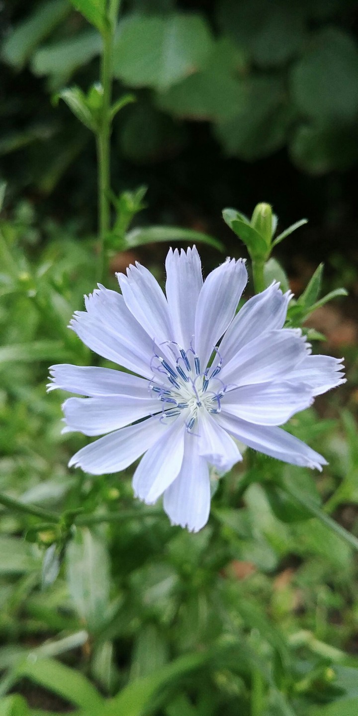 Blue beauty.