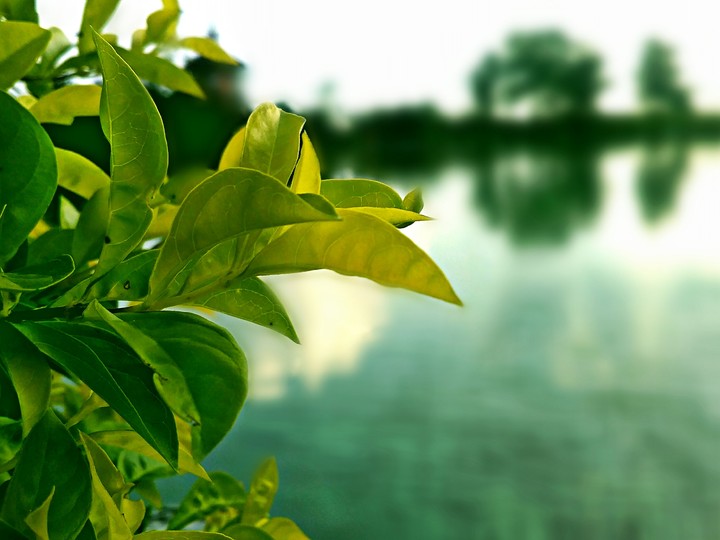 love to nature