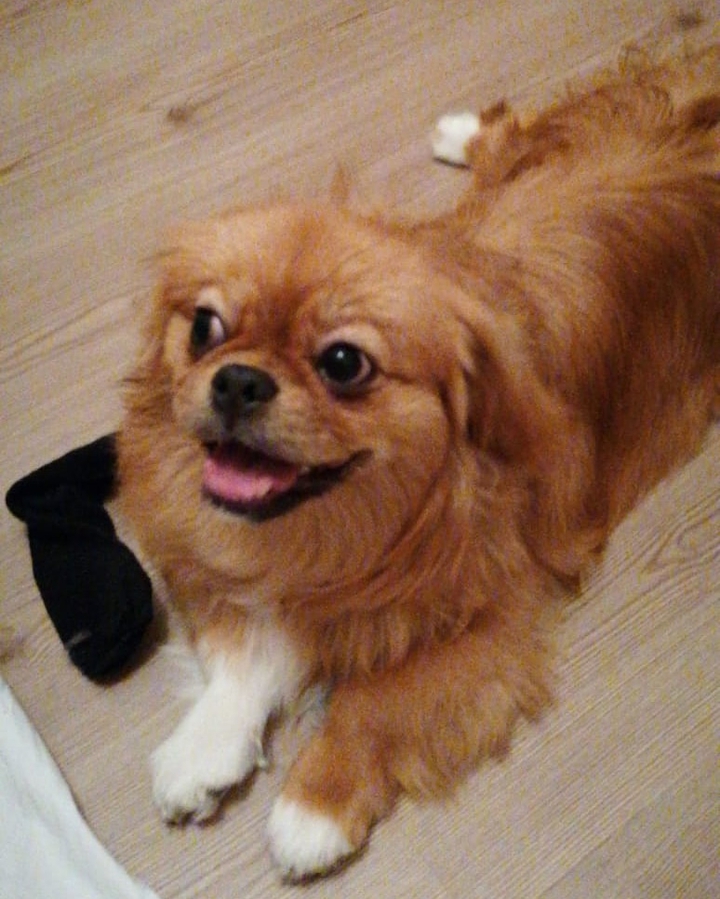 köpek