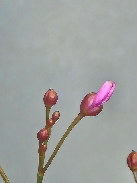обои gentians, melastomes