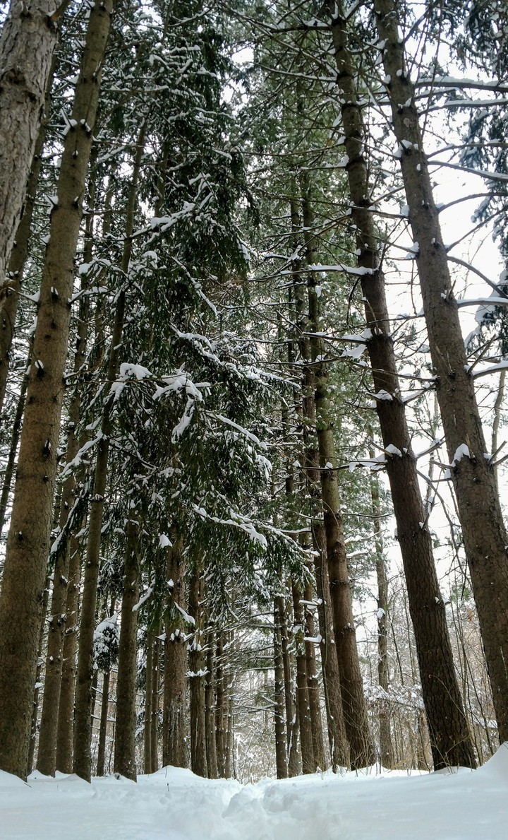 Winter Pines