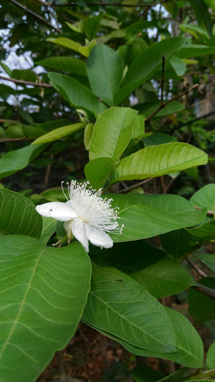 guava