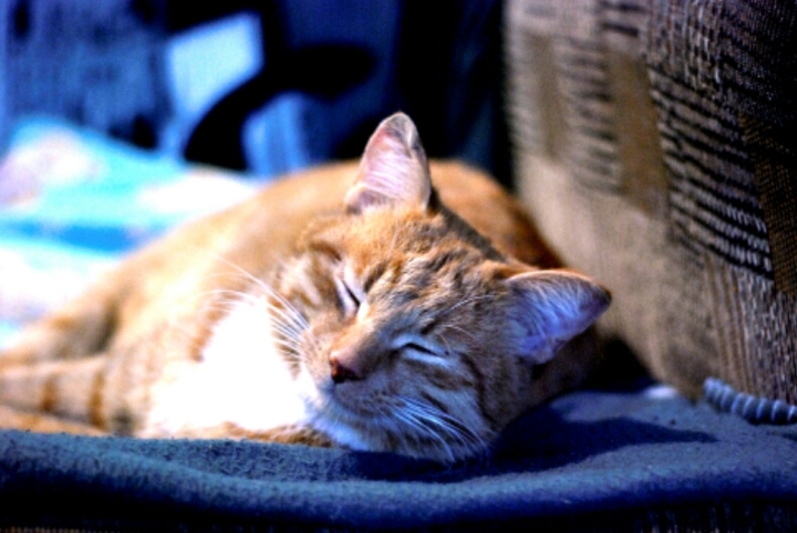 кошета