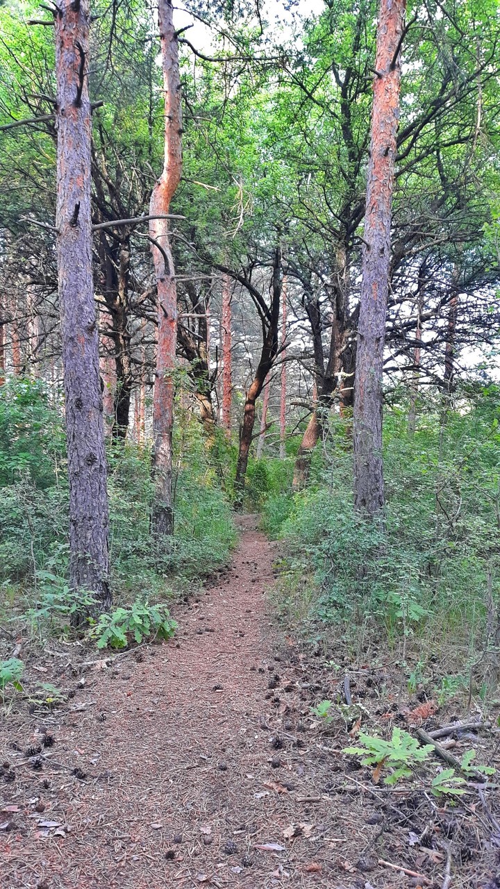 forest
