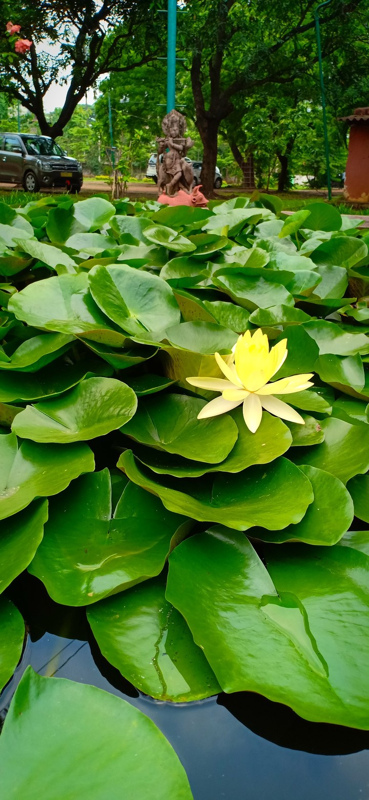 yellow flower