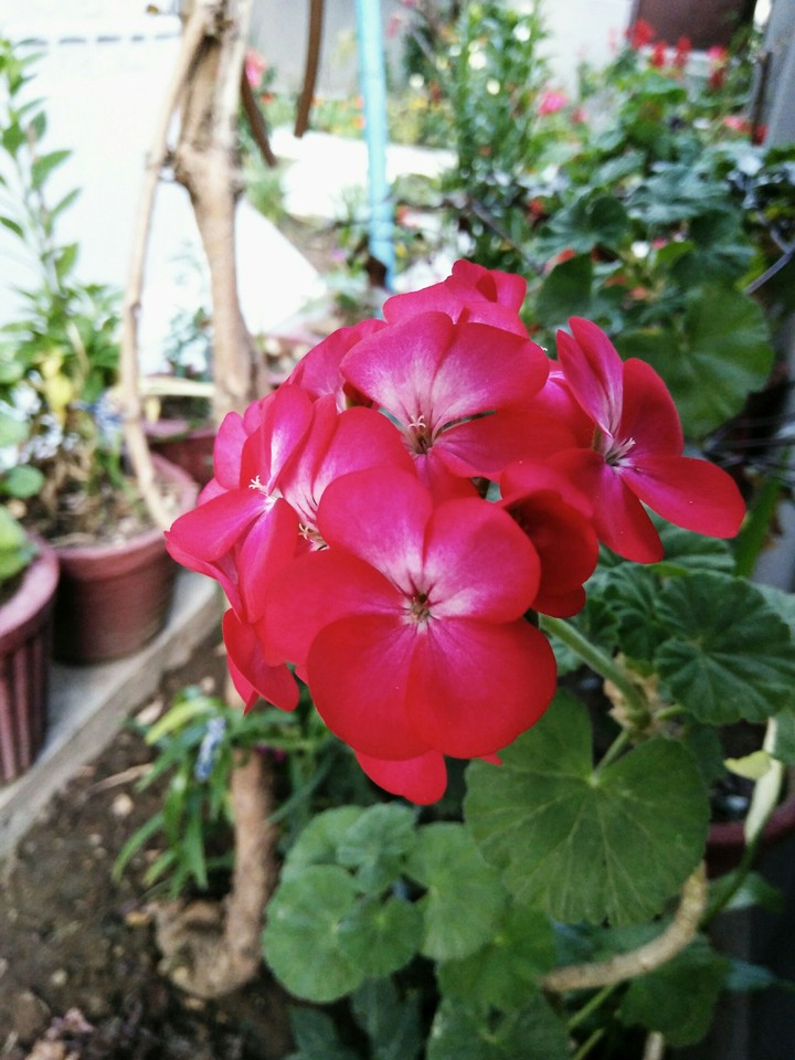 pink flowers