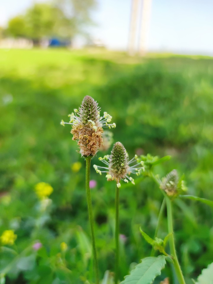 spring