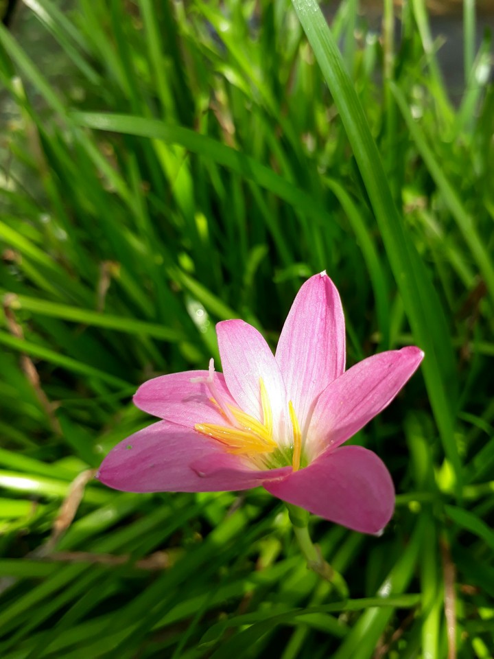 Its time for monsoon....lily
